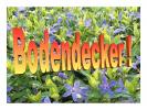 Warum Bodendecker?