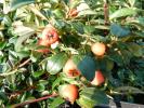 Cotoneaster - Zwergmispel