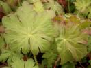 Geranium spessart - Storchschnabel