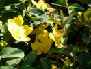 Hypericum - Johanniskraut