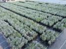 Lavendel