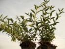 Ligustrum lodense - Zwergliguster