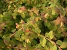 Symphoricarpos 'Hancock', Purpurbeere