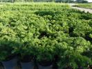 Taxus baccata repandens