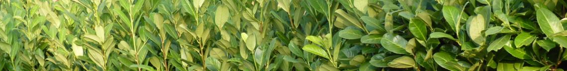 Kirschlorbeer/Glanzmispel