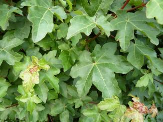 Acer Campestre - Feldahorn 