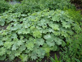 Frauenmantel, Alchemilla mollis, Staudenpflanze im P9 Container (0,5L Topf) 