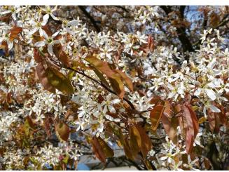 Kupfer-Felsenbirne - Amelanchier lamarckii 
