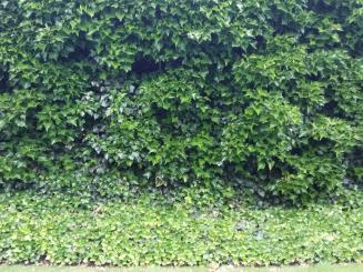 Efeu, 'Hedera Helix', gestäbt, ab 60 bis 150 cm 