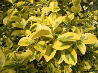 Gelbbunter Spindelstrauch, Euonymus Emerald Gold, (Pfaffenhütchen) 