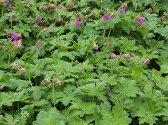 Geranium macrorrhizum - Balkan Storschnabel 