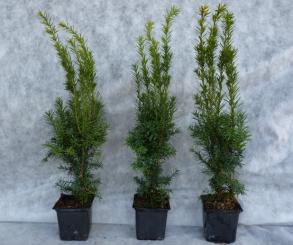 Taxus media 'Hillii' 