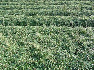 Cotoneaster dammeri 'radicans' - Kriechmispel 