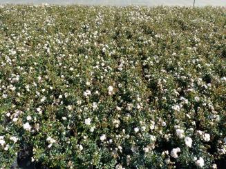 Bodendeckerrose 'Sea foam' im 1L (C1) Container 