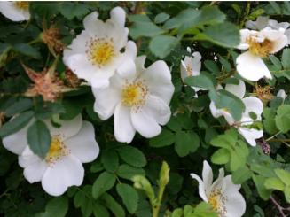 Rosa Pimpinellifolia - Bibernellrose 