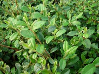 Cotoneaster dammeri "Eichholz" - Kriechmispel 