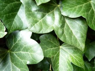 Hedera Hibernica - Irischer Efeu 