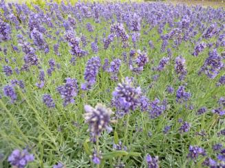 Echter Lavendel Hidcote Blue im P9 topf (0,5L) 