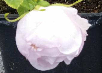 Bodendeckerrose 'Schneekoppe' 