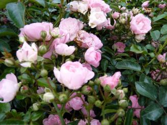 Bodendeckerrose 'The fairy' 