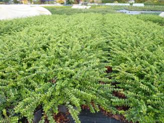 Lonicera Nitida Maigrün - Böschungsmyrthe 