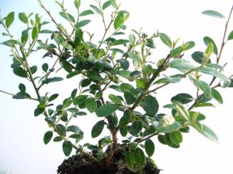 Kriechmispel (Cotoneaster dammeri 'Coral beauty'), immergrüner Bodendecker im 0,5L Topf 