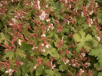 Storschnabel spessart (Geranium macrorrhizum spessart) im P9 Topf 