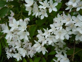 Deutzia 'gracilis', Maiblumenstrauch, 20-30cm 