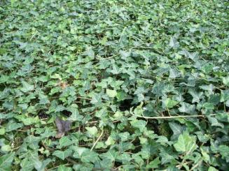 Efeu, 'Hedera Helix' im P9 Topf 