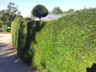 Taxus baccata - Eiben Größe 40-60cm, 1L Container