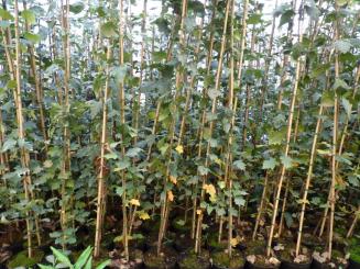 Sorbus torminalis (Elsbeere) Größe 150-200 cm, 5L Container