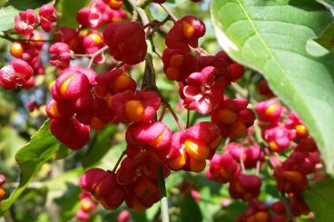 Euonymus europaeus - Europäisches Pfaffenhütchen 