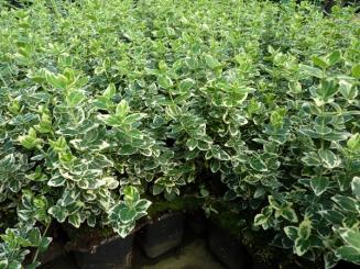 Euonymus fortunei 'Emerald Gaiety' 