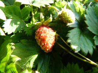 Wald-Erdbeere (Fragaria vesca, Monatserdbeere) im P9 Topf 