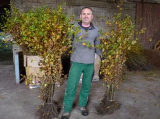 Carpinus Betulus - Hainbuchen wurzelnackt 