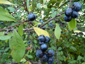 Prunus Spinosa - Schlehe 