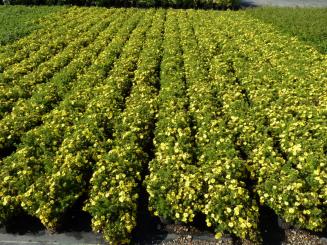 Gelber Fünffingerstrauch, Potentilla fruticosa 'Kobold' 