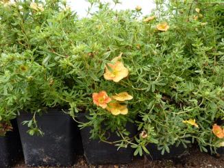 Rot-orange Fünffingerstrauch, Potentilla fruticosa 'Red Ace'  im Container 