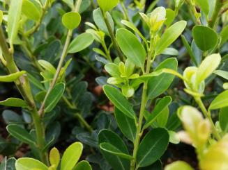 Bergilex Green Hedge 