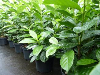 Kirschlorbeer Novita, 60-80 cm groß Größe 60-80cm