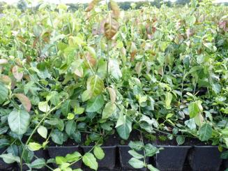 Spindelstrauch Euonymus fortunei 'Darts Blanket' im 0,5L Topf, 20-30 cm breit 
