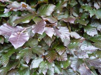 Fagus sylvatica purpurea - Blutbuche 