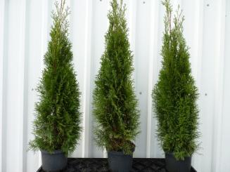 Thuja smaragd - Lebensbaum smaragd 