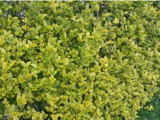 Ligustrum Ovalifolium Aureum - Goldliguster 