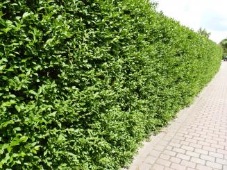 Ligustrum atrovirens - Heckenliguster 