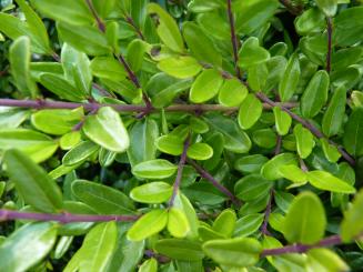 Lonicera Nitida Elegant - Böschungsmyrthe 