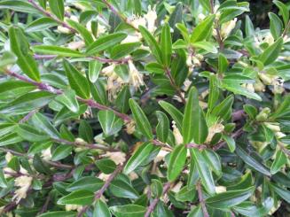 Lonicera Pileata im 0,5L (P9) Topf 