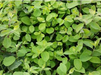 Lonicera Xylosteum - Heckenkirsche 