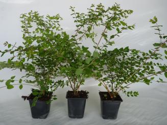 Niedrige Purpurbeere (Symphoricarpos chenaultii 'Hancock') 