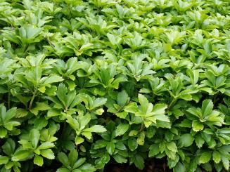 Dickmännchen, Pachysandra Terminalis im 0,5L Topf 